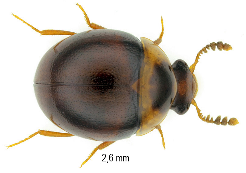 Liodopria serricorne (Gyllenhal, 1813)